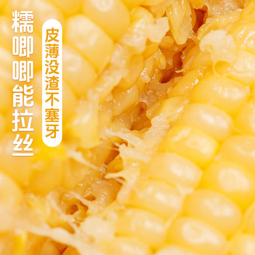 海伦刘老杆黃甜糯玉米袋装 商品图5