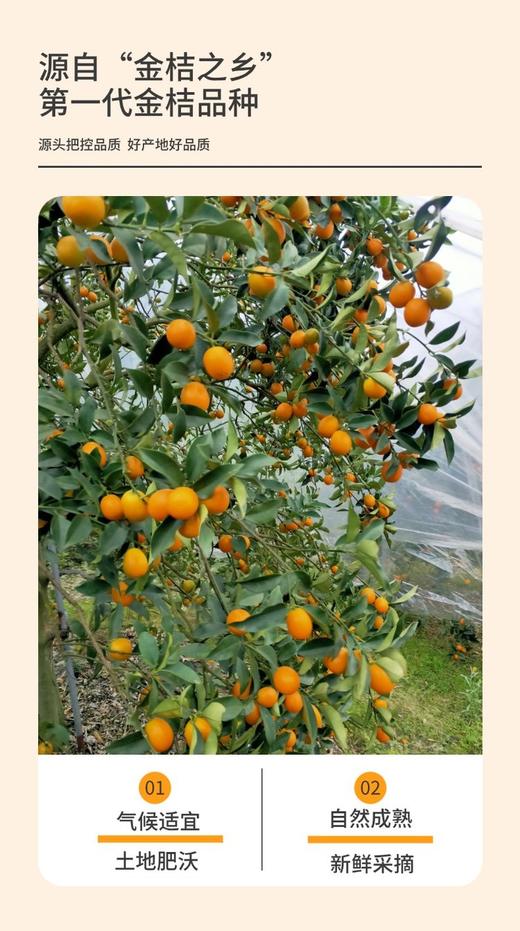【甘草金桔】果肉饱满，清润甘甜可口，咽喉伴侣-CC 商品图6
