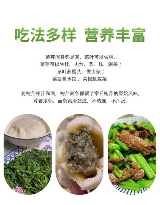 山东章丘鲍芹 商品图6