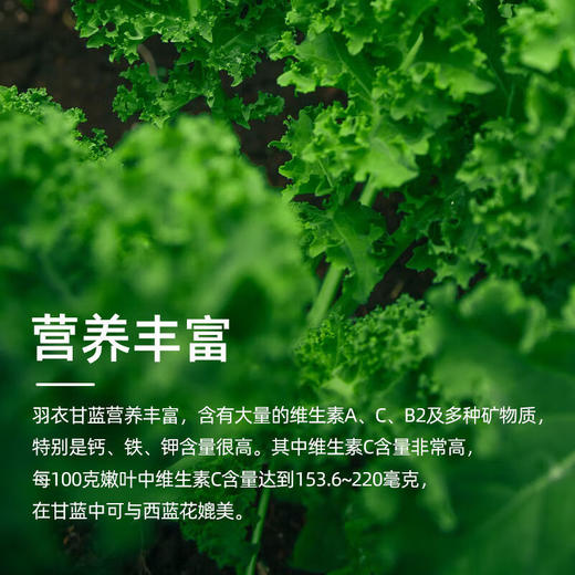 【福东海】羽衣甘蓝粉80克（5克×16条） 商品图5