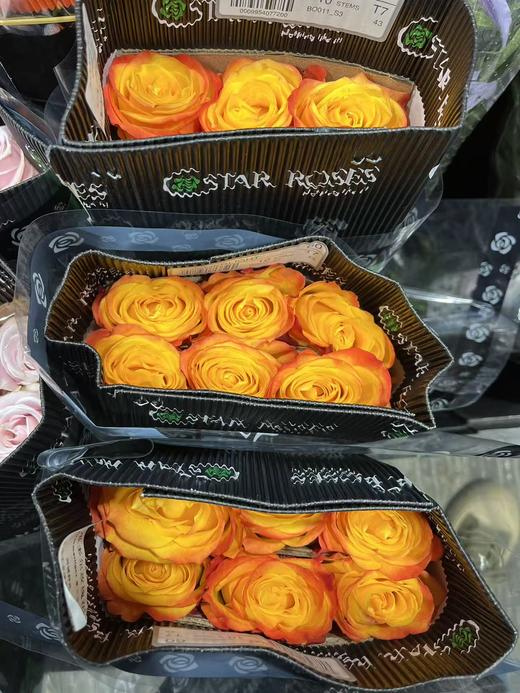 厄瓜多尔进口玫瑰Summerlight夏日光10支 商品图1