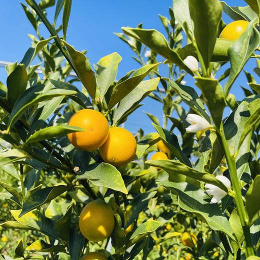 【云南脆蜜小金桔】也叫脆蜜金柑 第三代脆蜜金柑 顺丰包邮 甜脆爽口 纯甜多汁 少籽甚至无籽 香甜浓厚 口感顺滑 4种规格任选 商品图7