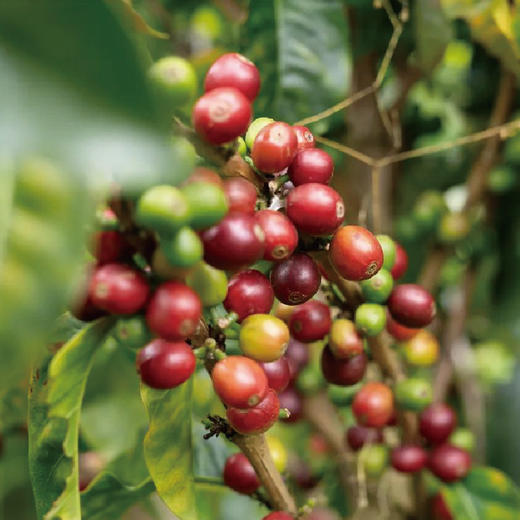 哥伦比亚瑰夏咖啡豆精品水洗甜河手冲浅焙 商品图2