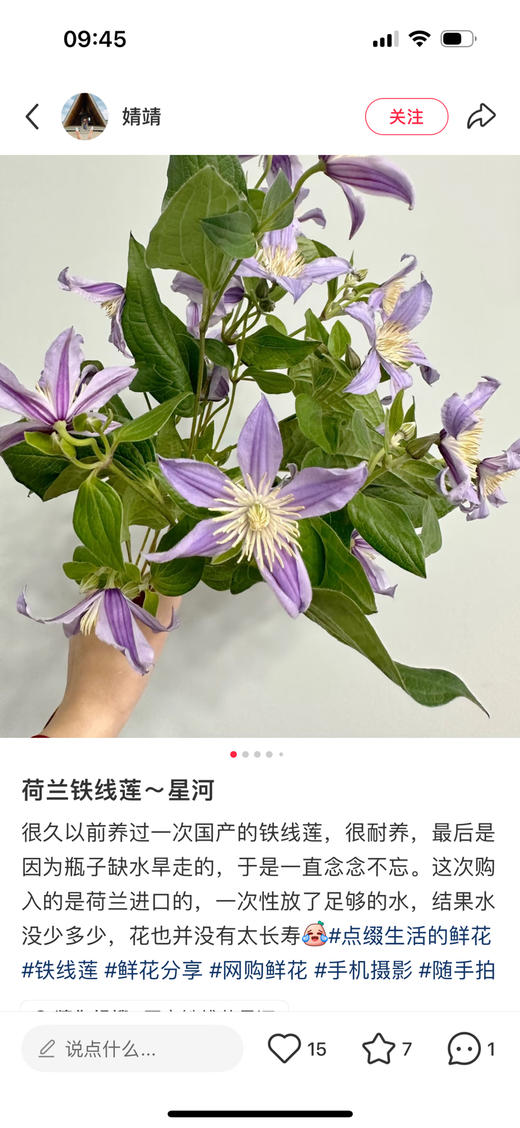 进口铁线莲星河 商品图1