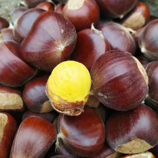 *自然成熟‼️【沂蒙山百年老树板栗】正宗野生的石生山栗子，生吃脆嫩鲜甜，可煮，可烤，可炖。 商品图4