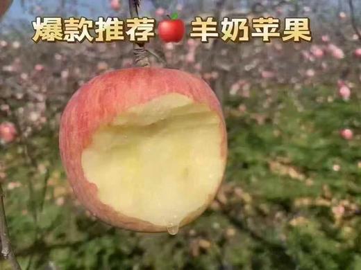 周三取货：【羊奶苹果】一箱毛重7斤左右，松脆细腻，水润清甜，淡淡奶香。 商品图0