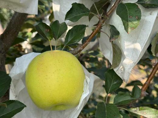 瑞雪翡翠苹果  清甜如雪 果味浓郁 脆甜！比青森苹果还要好吃~ 商品图3