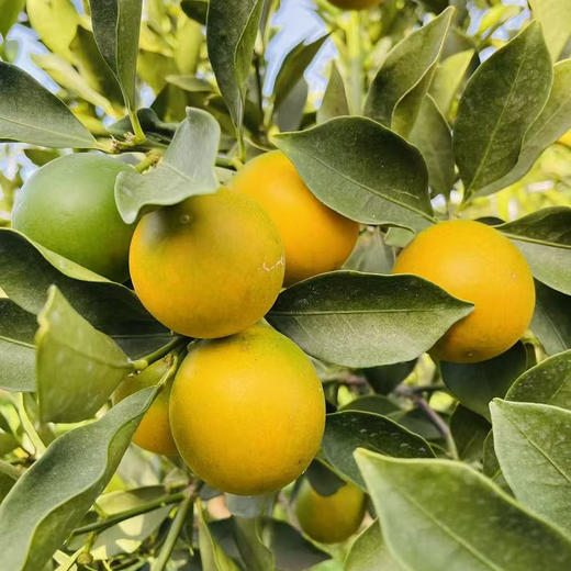 【云南脆蜜小金桔】也叫脆蜜金柑 第三代脆蜜金柑 顺丰包邮 甜脆爽口 纯甜多汁 少籽甚至无籽 香甜浓厚 口感顺滑 4种规格任选 商品图2