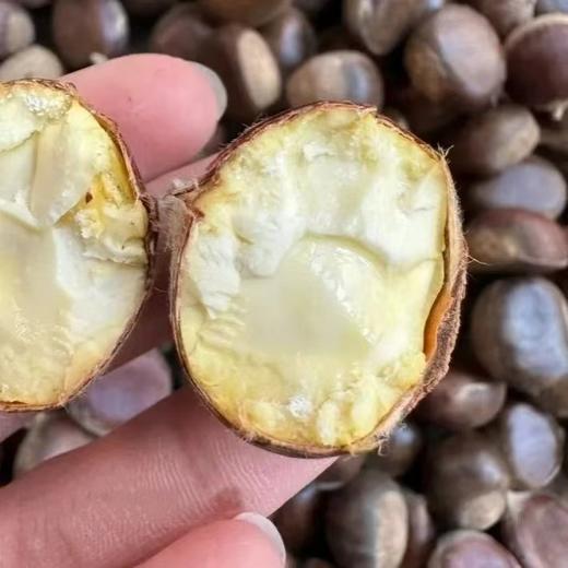 *自然成熟‼️【沂蒙山百年老树板栗】正宗野生的石生山栗子，生吃脆嫩鲜甜，可煮，可烤，可炖。 商品图7