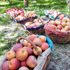 【疯狂星期五】产地直发 新疆阿克苏苹果 中果/大果/礼盒装 商品缩略图2