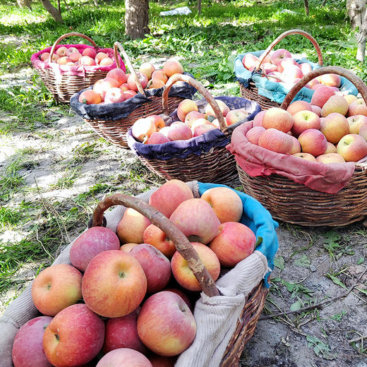 【疯狂星期五】产地直发 新疆阿克苏苹果 中果/大果/礼盒装 商品图2