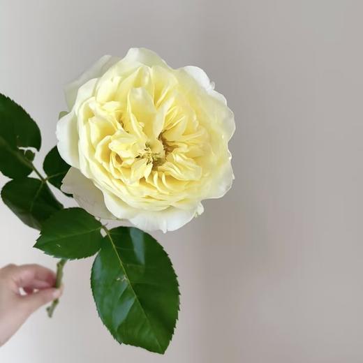 窒息单头玫瑰丨A级花材 商品图2