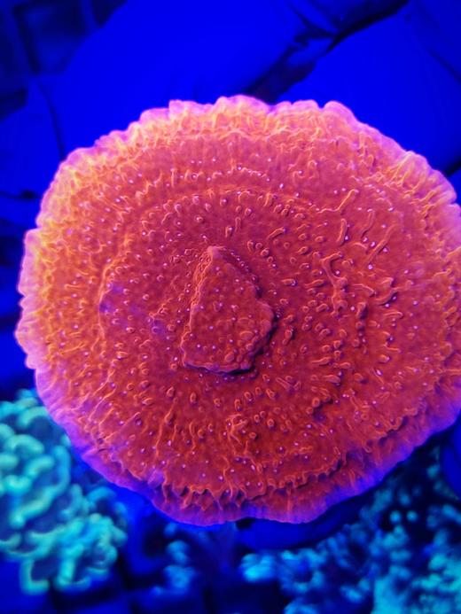 红瓦片MM 商品图2