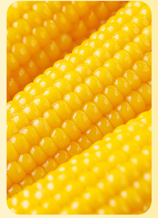 海伦刘老杆黄甜糯玉米礼盒装*10穗 商品图2