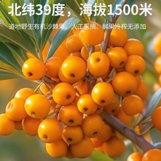 【活力善 NFC沙棘原浆】沙漠有机溯源认证 限定产区 不加一滴水的沙棘原浆 30ml*7袋/盒 商品图3