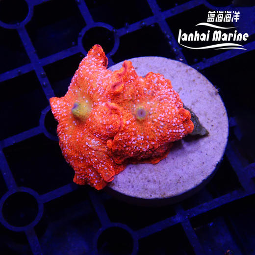 雪花红菇 商品图5