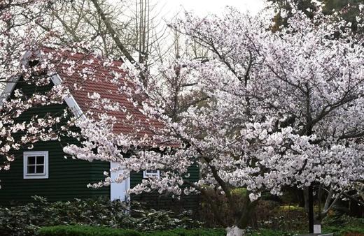 山东樱花季丨青岛山花烂漫、威海刘公岛、东褚岛海草屋、蓬莱仙阁古建、大黑山岛海蚀奇观、“中国好望角”成山头、七彩盐田8天摄影团 商品图4