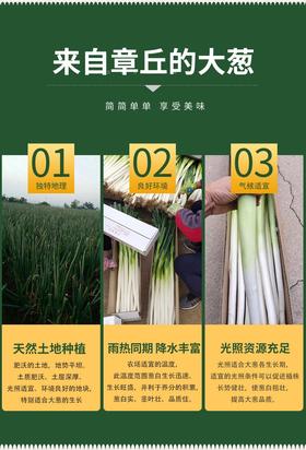 山东章丘大葱 新鲜蔬菜 精选嫩葱甜葱