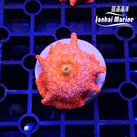 雪花红菇 商品图1