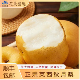 山东莱西秋月梨 现采现摘 产地直发 顺丰包邮