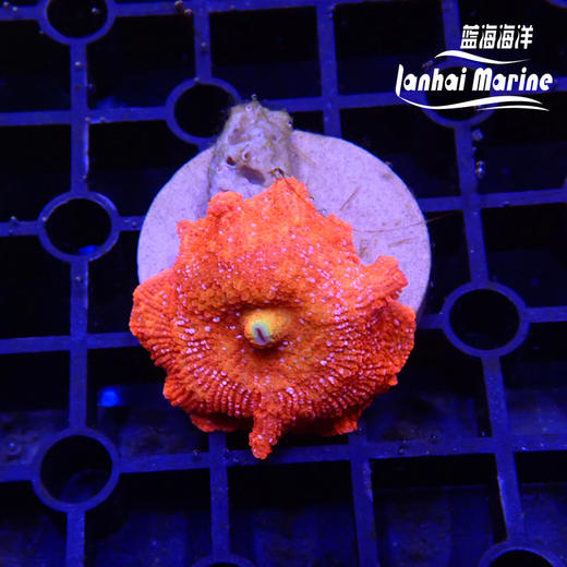 雪花红菇 商品图3