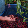 巴拿马蕾莉达庄园柠蜜瑰夏绿顶瑰夏水洗手冲咖啡豆 商品缩略图2