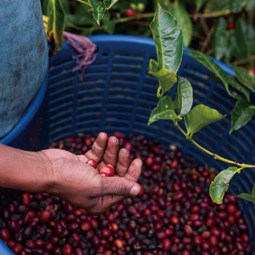 巴拿马蕾莉达庄园柠蜜瑰夏绿顶瑰夏水洗手冲咖啡豆 商品图2