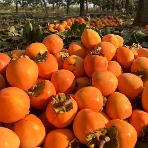 【富平流心冰柿】全国农产品地理标志，出口级半干燥工艺，精选富平本地特有大尖柿，爆浆流心，甘甜如蜜，零添加，匠心制作，每一颗冰柿纤维少汁水多，厚实饱满，皮薄果肉致密，含糖量高达30以上！ 商品图4