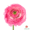 洋牡丹-超级-蜜桃西柚 5枝1扎 商品缩略图1