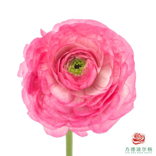 洋牡丹-超级-蜜桃西柚 5枝1扎 商品图1