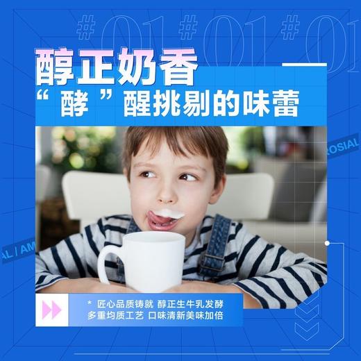 【安慕希】高端畅饮型希腊风味酸奶原味230g*10瓶 商品图3