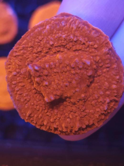 红瓦片MM 商品图1