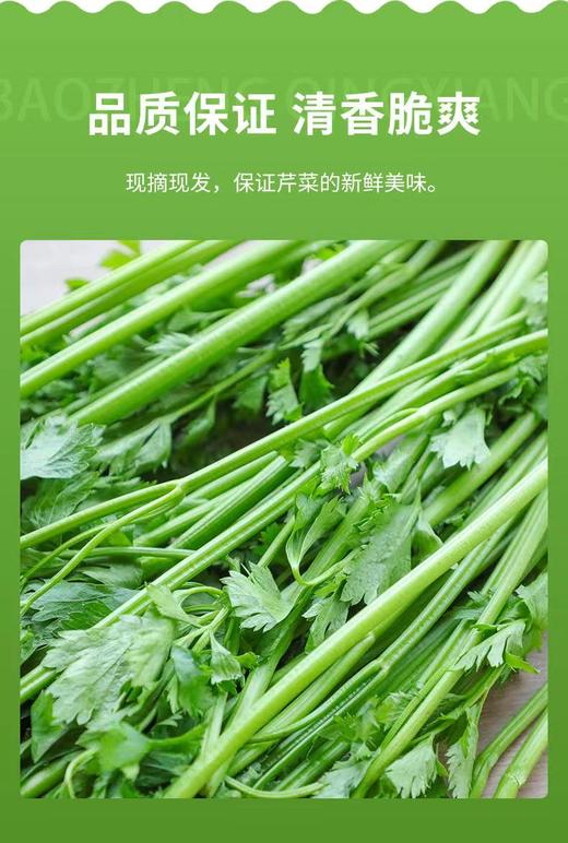 山东章丘鲍芹 商品图2