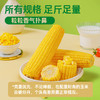 海伦刘老杆黃甜糯玉米袋装 商品缩略图4