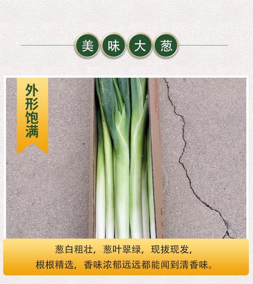 山东章丘大葱 新鲜蔬菜 精选嫩葱甜葱 商品图1