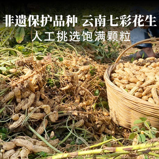 云南老品种七彩花生400g 原味/咸干味 人工挑选 颗粒饱满 商品图4