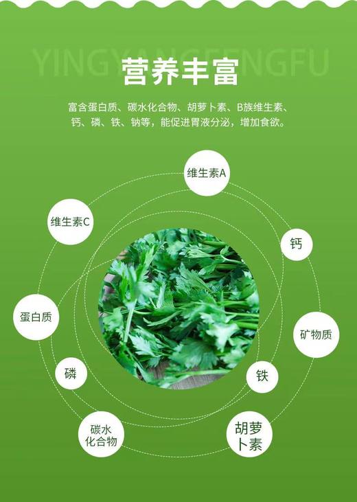 山东章丘鲍芹 商品图1
