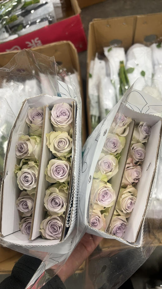 玫瑰海洋之心 商品图2