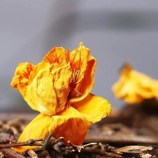 【买二送一❗️养生金莲花草茶】甄选湖南金莲花，自然晾晒无添加/无熏染，金莲花金梅草干金莲花茶L 商品图3