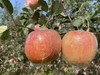 周三取货：【羊奶苹果】一箱毛重7斤左右，松脆细腻，水润清甜，淡淡奶香。 商品缩略图1