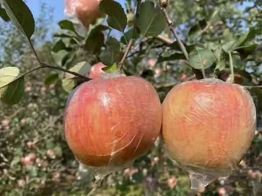 周三取货：【羊奶苹果】一箱毛重7斤左右，松脆细腻，水润清甜，淡淡奶香。 商品图1