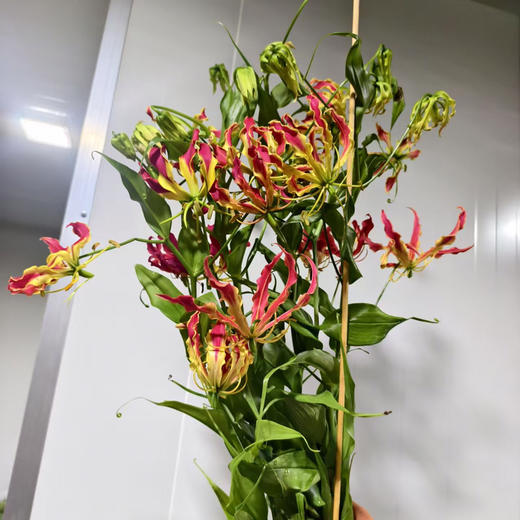 嘉兰·橙黄色 商品图0