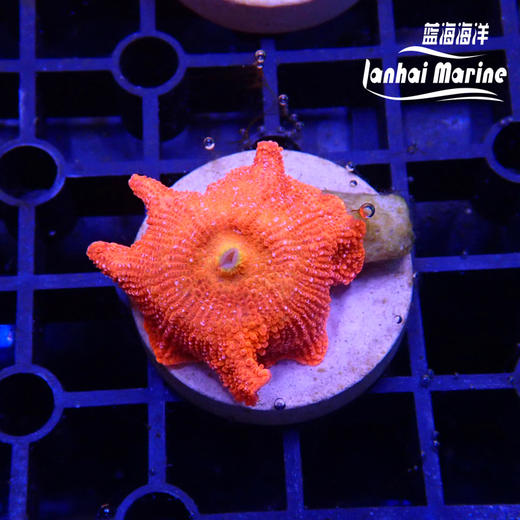 雪花红菇 商品图2