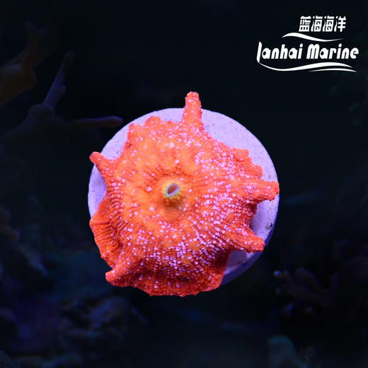 雪花红菇 商品图0