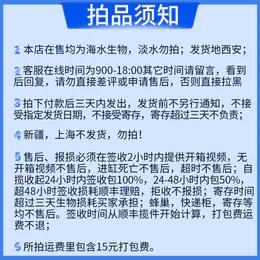 红瓦片MM 商品图3