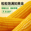 海伦刘老杆黃甜糯玉米袋装 商品缩略图2