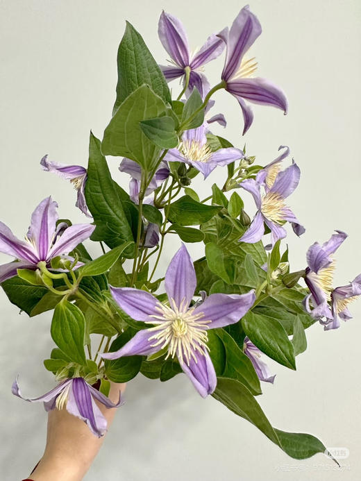 进口铁线莲星河 商品图0