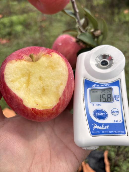 甘肃高糖秦脆苹果 商品图3