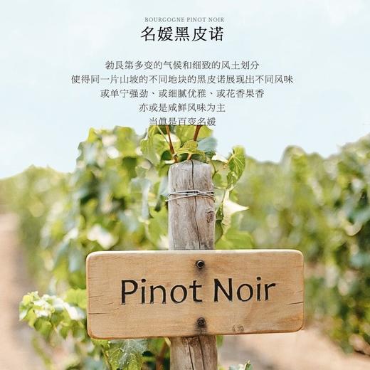【勃艮第核心产区】丹特庄园·原瓶进口干红葡萄酒  12.5%vol 商品图8