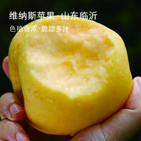 优选丨维纳斯苹果 山东产地直发 色泽香浓 脆甜多汁 京东快递包邮  特殊商品一经发出 不支持拦截快递以及七天无理由退换货